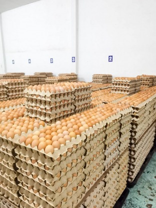 ขายส่งไข่ไก่ราคาถูก - ฟาร์มไข่ไก่ชลบุรี ขายส่งไข่ไก่ราคาถูก - ฟาร์มยู่สูงไข่สด 
