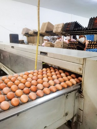 ฟาร์มไก่ไข่มาตรฐาน - ฟาร์มไข่ไก่ชลบุรี ขายส่งไข่ไก่ราคาถูก - ฟาร์มยู่สูงไข่สด 