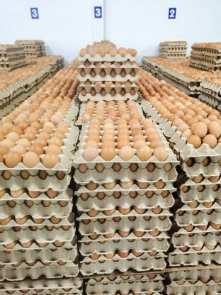 แหล่งขายไข่ไก้ราคาถูก - ฟาร์มไข่ไก่ชลบุรี ขายส่งไข่ไก่ราคาถูก - ฟาร์มยู่สูงไข่สด 