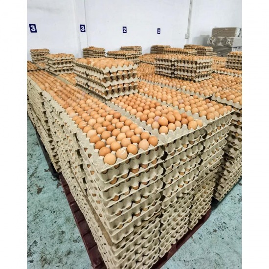 ฟาร์มไข่ไก่ชลบุรี ขายส่งไข่ไก่ราคาถูก - ฟาร์มยู่สูงไข่สด  - ขายส่งไข่ไก่ ชลบุรี