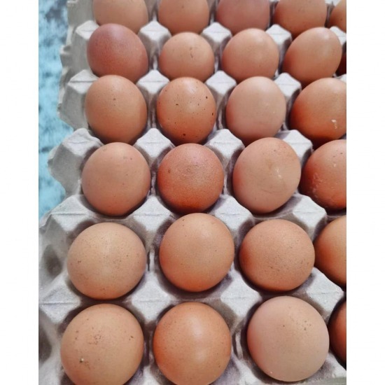 ไข่ไก่จากฟาร์ม - ฟาร์มไข่ไก่ชลบุรี ขายส่งไข่ไก่ราคาถูก - ฟาร์มยู่สูงไข่สด 