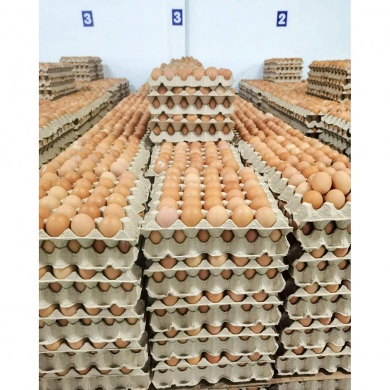 แหล่งขายส่งไข่ไก่ แหล่งขายส่งไข่ไก่  ขายส่งไข่ไก่ ชลบุรี  ฟาร์มขายส่งไข่ไก่  ไข่ไก่ราคาหน้าฟาร์ม  แผงขายไข่ไก่  รับตัวแทนขายไข่ไก่  เปิดร้านขายส่งไข่ไก่ 