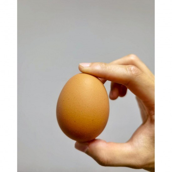 อยากขายไข่ไก่ - ฟาร์มไข่ไก่ชลบุรี ขายส่งไข่ไก่ราคาถูก - ฟาร์มยู่สูงไข่สด 