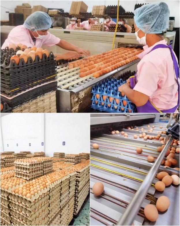 ฟาร์มไข่ไก่ ชลบุรี ขายส่งไข่ไก่ ราคาถูก