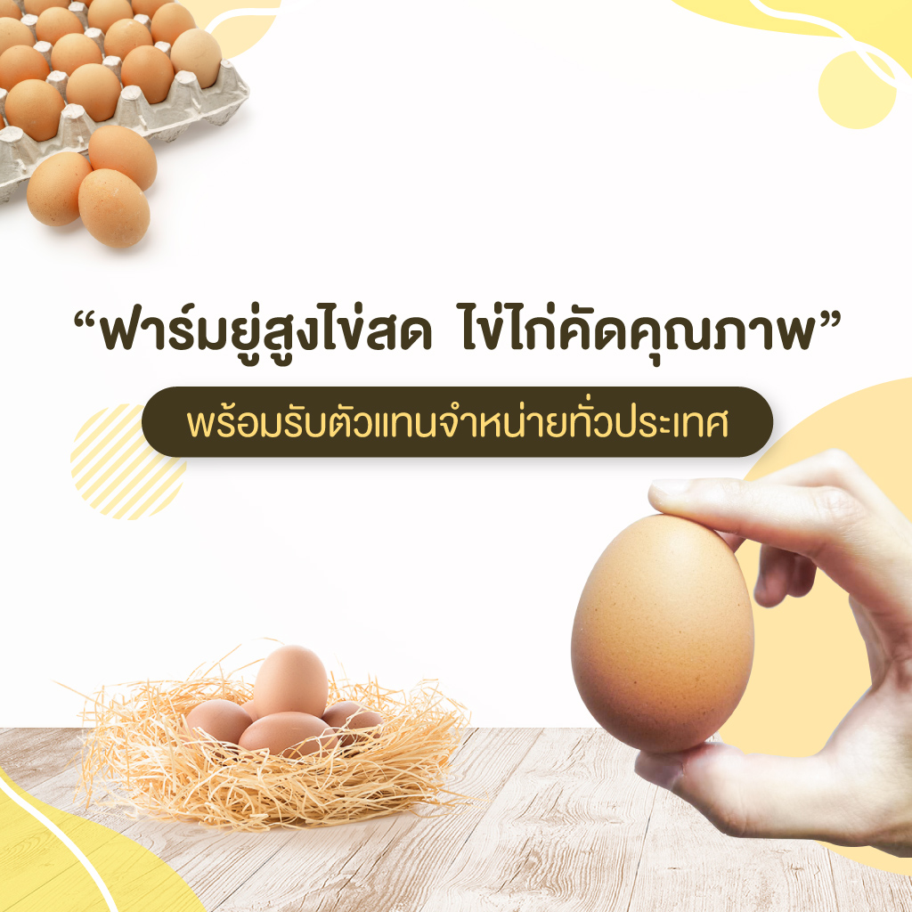 ฟาร์มไข่ไก่ชลบุรี ขายส่งไข่ไก่ราคาถูก - ฟาร์มยู่สูงไข่สด 